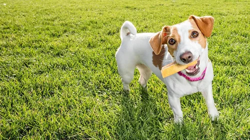 Miniatura 6 de peaksNpaws Yak Cheese - Masticables para perros del Himalaya, con alto contenido de proteínas, golosinas naturales para perros pequeños, sin
