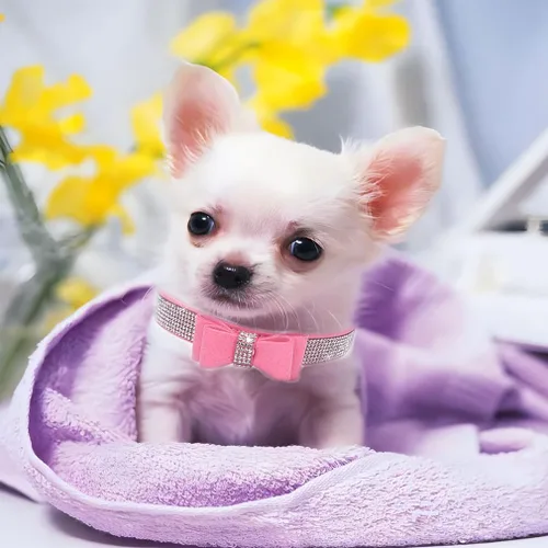 Miniatura 2 de Collar de perro con diamantes de imitación y lazo ajustable para mascotas, talla XXS, XS, tamaño pequeño, mediano y grande, color rosa, talla XX S