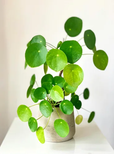 Miniatura 2 de Planta de dinero chino Pilea Peperomioides de 5 a 9 pulgadas Planta OVNI Planta de panqueques de hoja redonda para decoración moderna
