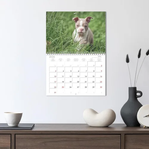Miniatura 3 de Boston Terrier de colores 2022 (calendario mensual de pared 2024 11.7 x 16.5 pulgadas (abierto), calendario de 14 meses CALVENDO