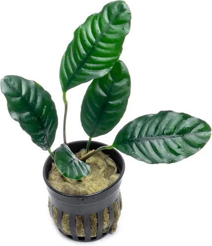 Miniatura 38 de SubstrateSource Plantas vivas – Anubias Hastifolia (Anubias hastifolia) – Luz baja a moderada, hojas en forma de flecha de color verde medio a