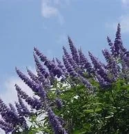 Miniatura 2 de Árbol Casto Lila - Vitex Agnus-castus -10 Semillas