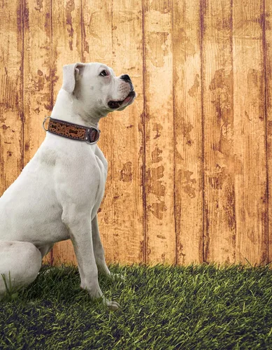 Miniatura 4 de Angel Pet Supplies - Collar de cuero genuino para perro San Antonio, perfecto para perros medianos, grandes y XL, hebilla de acero inoxidable, cuero