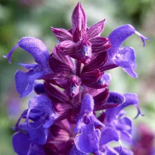 Miniatura 7 de Salvia de jardín (Salvia Officinalis) Hierbas sin OMG para plantar