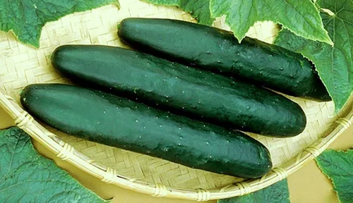 Pepino Straight Eight Great Heirloom Vegetable (semillas de 1 onza)