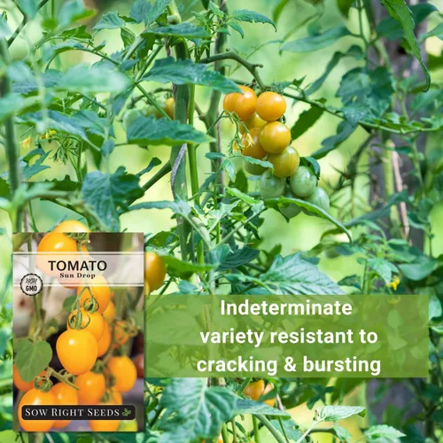 Miniatura 5 de Sow Right Seeds - Semillas de tomate Sun Drop para plantar - Variedad indeterminada sin OMG - Ideal para jardines al aire libre - Fácil de cultivar