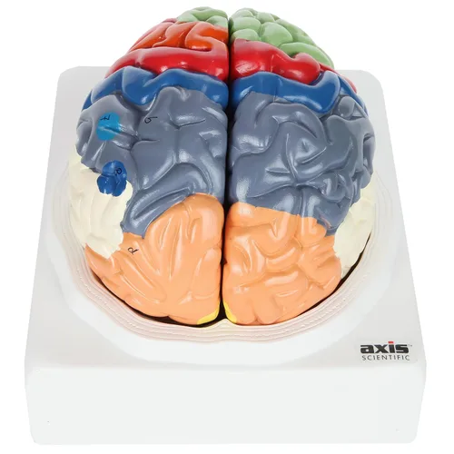Miniatura 9 de Axis Scientific cerebro humano con regiones rotuladas, tamaño real. Incluye manual colorido del producto (idioma español no garantizado), base