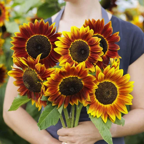 Miniatura 13 de Eden Brothers Semillas de girasol - Autumn Beauty