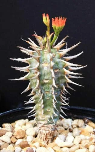 Euphorbia Viguieri CAPURONIANA Flor exótica Palma de Madagascar Semillas Raras 10 Semillas, Suculenta, Cactus (TJ) para jardinería y plantación