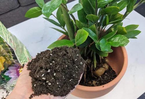 Miniatura 2 de Eleva tus plantas ZZ con la mezcla orgánica de tierra de Gardenera - Cultiva más saludable y más elegancia - 1 cuarto de galón