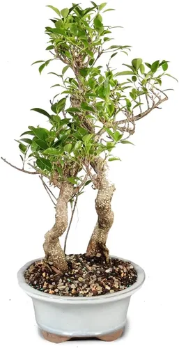 Miniatura 2 de Brussel's Bonsai - Árbol bonsái para interiores, M