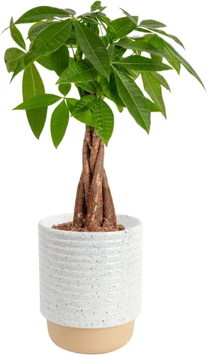 Miniatura 10 de Costa Farms Árbol del Dinero Planta Viva en Maceta Decorativa, Purificadora de Aire para Interiores, Perfecta para Decoración de Hogar, Habitación u