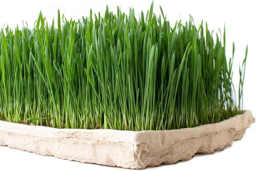 Miniatura 4 de Handy Pantry True Microgreen Tray - Bandejas compostables para cultivo de plantas ecológicas, hojas de papel rígido de un solo uso con agujeros, se