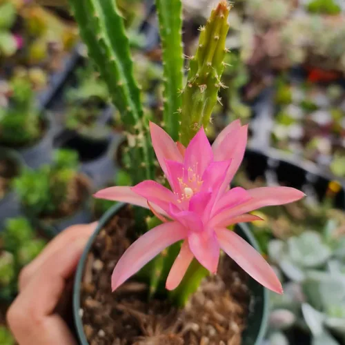 Miniatura 9 de Plantas de Cactus y Suculentas Vivas (Maceta de 5 cm Oscularia deltoides 'Planta de Hielo Rosa')