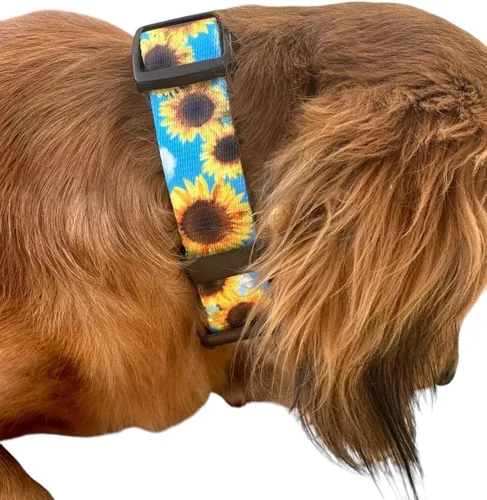 blue sunflower dog collar (small 11-13")