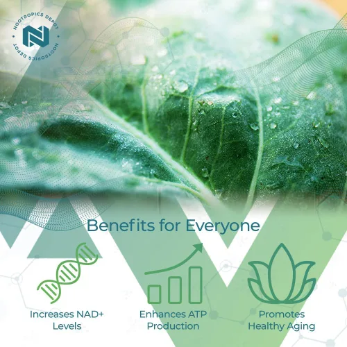 Miniatura 3 de Nootropics Depot NADH + Chlorella vulgaris (células rotas) cápsulas de 400 mg Dinucleótido de adenina de nicotinamida de 20 mg Clorofila 10 mg