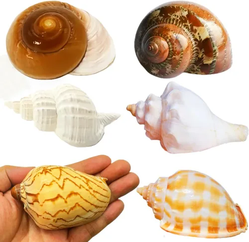 Miniatura 6 de 16 conchas naturales de cangrejo ermitaño de 1.6 a 3.3 pulgadas, turbo de crecimiento para cangrejos grandes a medianos y pequeños, para cangrejos