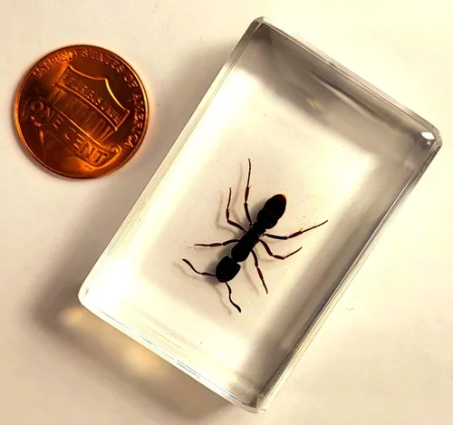 Miniatura 2 de 44mm Hormiga gigante tropical real en resina de lucita transparente cristalina, espécimen preservado Pseudoneoponera Rufipes, taxidermia