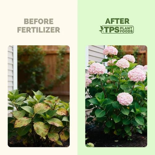 Miniatura 3 de Fertilizante de hortensias: alimento líquido para plantas para flores más grandes, color rico de flores y desarrollo de raíces más fuerte, 8 onzas