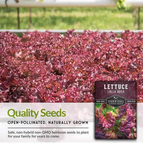 Miniatura 7 de Lolla Rossa Semillas de lechuga para plantar, semillas de lechuga de hoja roja para cultivo de jardín, tolerantes al calor, variedad heredada sin