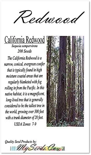 Miniatura 2 de Big Pack Landscape Seeds - Semillas de árbol de secoya de California - Sequoia sempervirens por MySeeds.Co (paquete grande California Redwood)