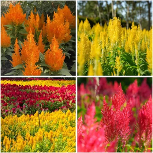 100 semillas de cresta de gallo (Celosia Cristata) – Semillas de flores anual tolerantes al calor y la sequía sin OMG con flores vibrantes para