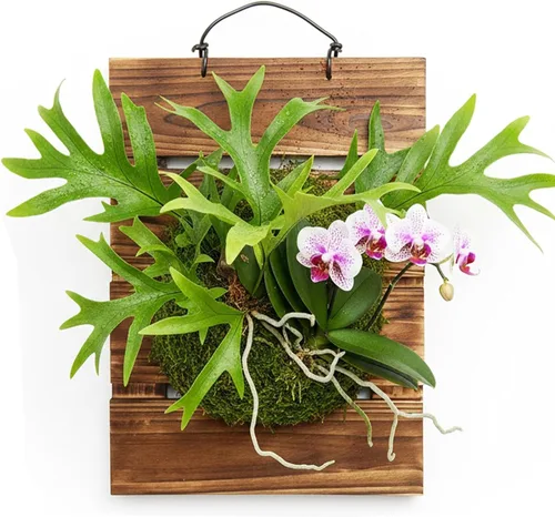 Miniatura 4 de Kit de tablero de montaje para helecho Staghorn Dranvosk, maceta de pared de madera, soporte colgante para plantas verticales, Platycerium