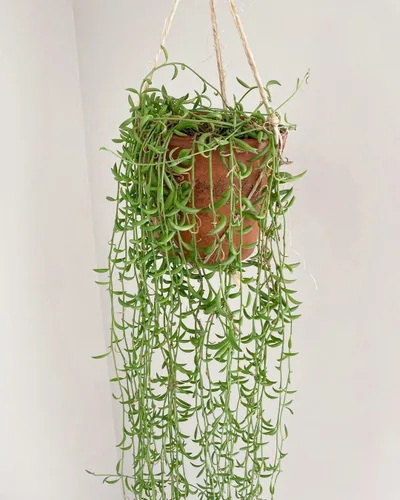 Miniatura 2 de String of Pearls - Maceta viva de 4 pulgadas, suculentas raras en cestas colgantes, planta de interior suculenta para oficina en casa