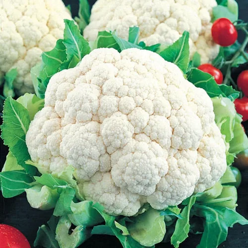 Semillas de Coliflor Snowball para Plantar - Paquete de Reliquia Sin OGM con Instrucciones para Plantar y Cultivar un Huerto al Aire Libre en Casa