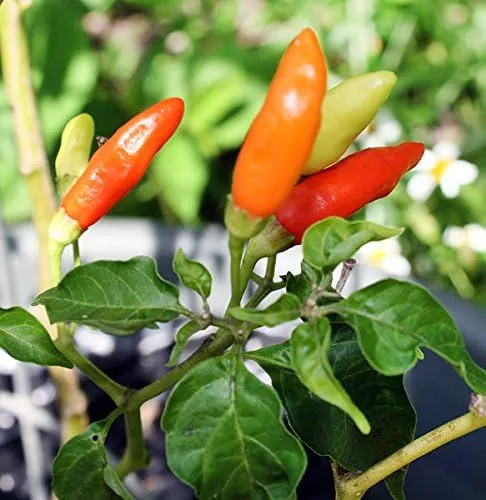 Miniatura 4 de Más de 30 semillas de pimiento picante Tabasco Heirloom de chile rojo sin OMG, picante, rico sabor, productivo, de Estados Unidos HARLEY SEEDS