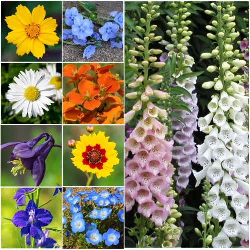 Miniatura 2 de Seed Needs Semillas de flores de jardín, flores grandes, mezcla de colibrí y mariposa, 1 onza sin relleno, 7 variedades de polinización abierta