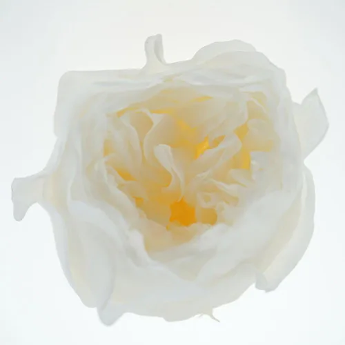 Miniatura 7 de Cabeza de flor fresca preservada de rosas Austin, 1.6-2 pulgadas cada una, 8 piezas