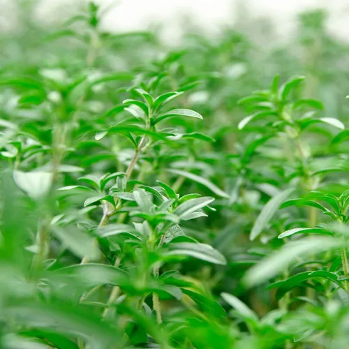 Miniatura 7 de Outsidepride Summer Savory Seeds - Semillas anuales de hierbas culinarias para plantar con hojas aromáticas, tolerantes a la sequía y compactas