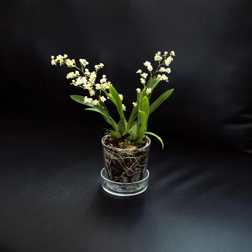 Miniatura 6 de Phoenix Vine Maceta de acrílico transparente de 3.5 pulgadas con bandeja, maceta de orquídeas con agujeros de drenaje, platillo profundo para riego