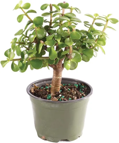 Miniatura 14 de Brussel's Bonsai Árbol bonsái de jade enano vivo, para interiores, pequeño, 3 años de edad, 5 a 8 pulgadas de alto, maceta decorativa de cerámica