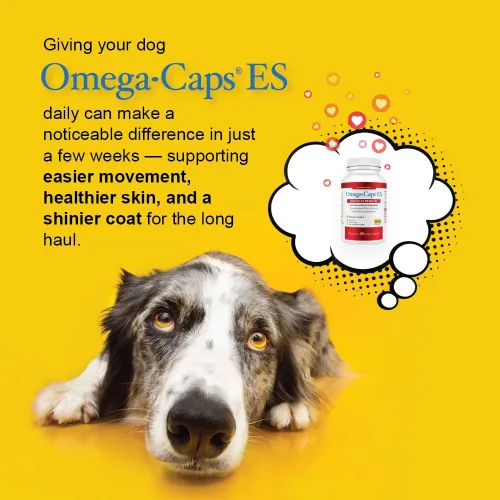 Miniatura 3 de Omega Caps ES Extra Strength para perros grandes y gigantes Omega-3 y Omega-6 Suplemento antioxidante de ácidos grasos formulado por veterinarios