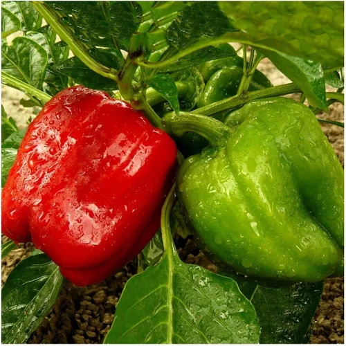 Miniatura 4 de Everwilde Farms - 50 semillas de pimiento dulce California Wonder - Paquete de semillas Gold Vault