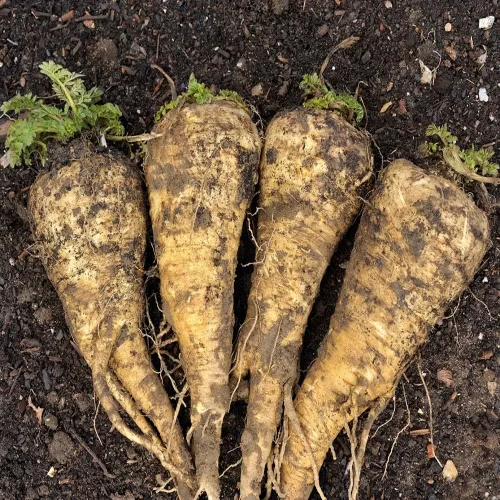 Semillas de chirivía para plantar – 100 reliquias sin OMG – Planta y cultiva semillas de chirivía de corona hueca en tu hogar al aire libre –