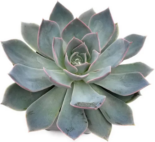 Miniatura 9 de Fat Plants San Diego Live Echeveria Planta Suculenta Híbrida, Lola