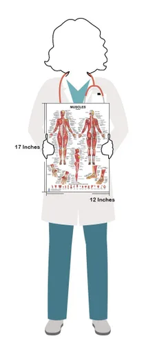 Blue Tree Publishing The Muscles - Póster femenino de 12 x 17 pulgadas, para acondicionamiento físico, entrenamiento, tabla anatómica del sistema