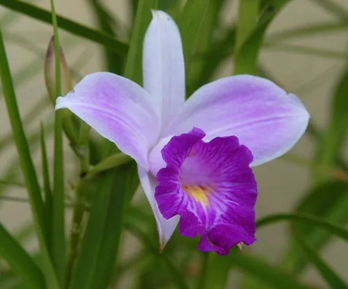 Miniatura 5 de Planta de orquídea tropical hawaiana de bambú, 2 bulbos enraizados (paquete de 5) Grow Hawaii