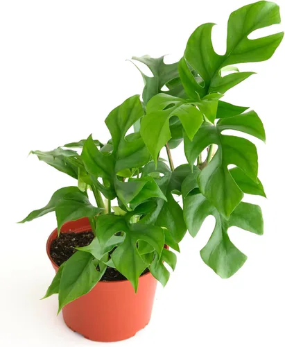 Miniatura 8 de Shop Succulents Calathea Concinna Freddie, planta de interior viva, planta tropical de interior de fácil cuidado en maceta de vivero, planta
