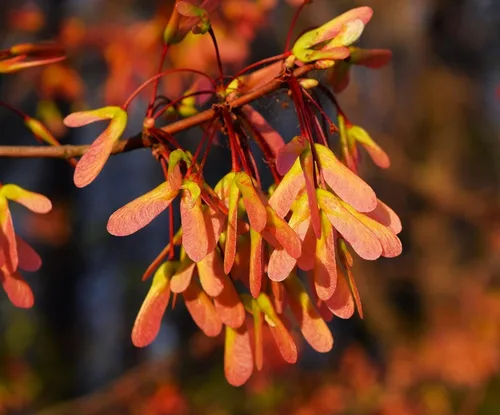 Miniatura 9 de TomorrowSeeds - Semillas de árbol de arce rojo - Más de 50 unidades - para plantar 2026 Acer Rubrum Illinois Roble Escarlata Azúcar canadiense