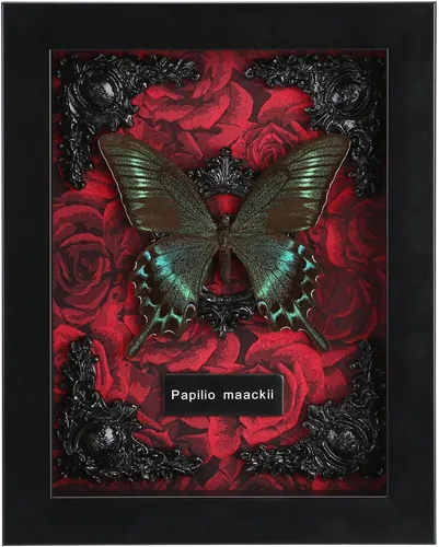 Taxidermia de mariposas enmarcadas - Caja de sombra con mariposas, mariposas reales enmarcadas en una caja para estética de decoración del hogar