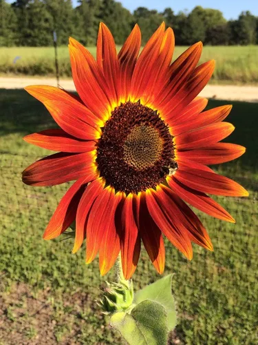 Miniatura 5 de Semillas Moulin Rouge Girasol Ornamental Rojo Flores Anuales