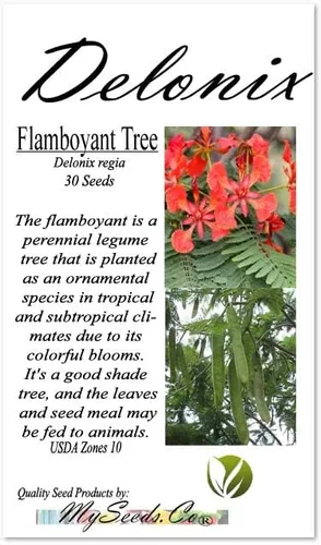 Miniatura 4 de Delonix regia (árbol extravagante), 5 pétalos arrugados en forma de cuchara, flores de color rojo brillante, elige la cantidad (1 unidad)