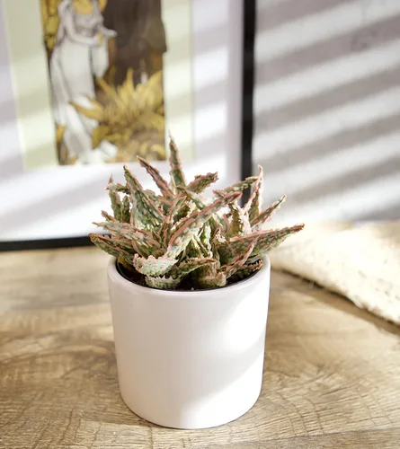 Miniatura 9 de Plantas suculentas de aloe vivo (paquete de 3), plantas suculentas viven en tierra para macetas, plantas suculentas en maceta, plantas vivas de Negro