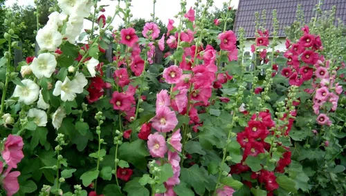 Miniatura 2 de Semillas Flores Hollyhock Spring Mix Perenne - 50 Semillas
