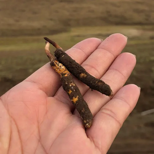 Miniatura 2 de 0.35 oz Cordyceps Sinensis del Himalaya salvaje hongo oruga china Dong Chong Xia Cao Cordyceps Sinensis Wild Cordyceps.
