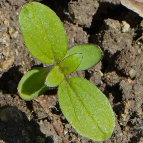 Miniatura 5 de Seed Needs Velvet Queen - Semillas de girasol para plantar flores rojas y naranjas, semillas de flores de polinización abierta para plantar un